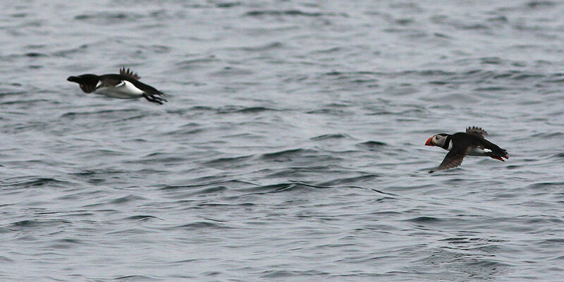 Razorbill, Flight