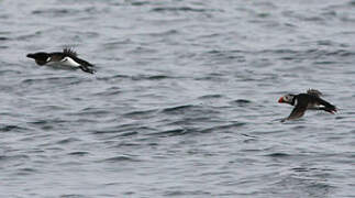 Razorbill