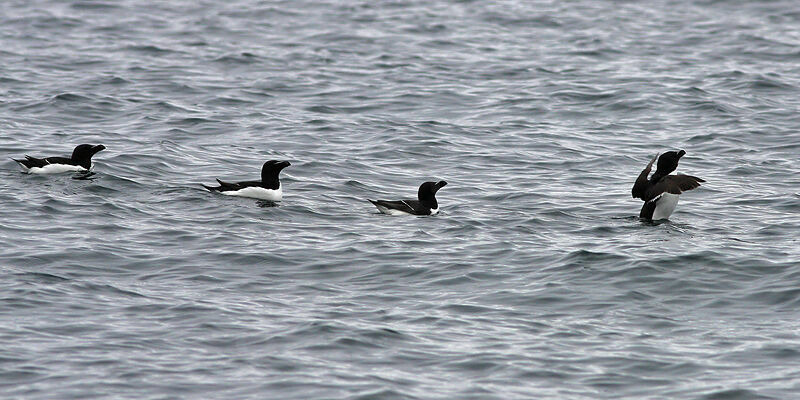 Razorbill