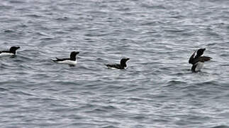 Razorbill