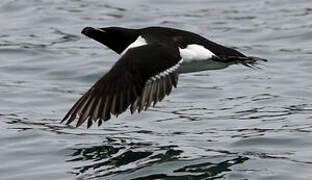 Razorbill