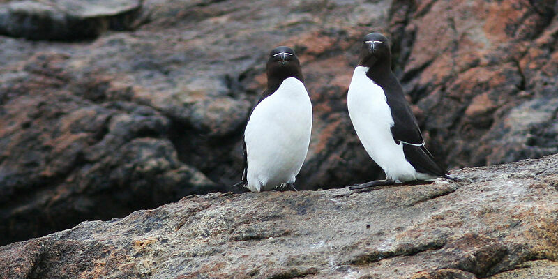 Razorbill, Behaviour