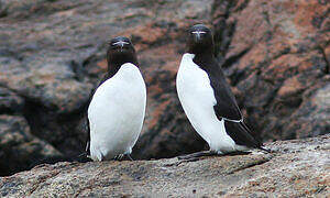 Razorbill