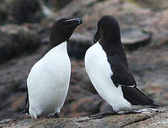 Razorbill