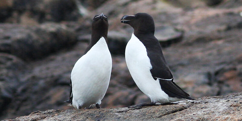 Pingouin torda , identification, Comportement