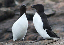 Razorbill