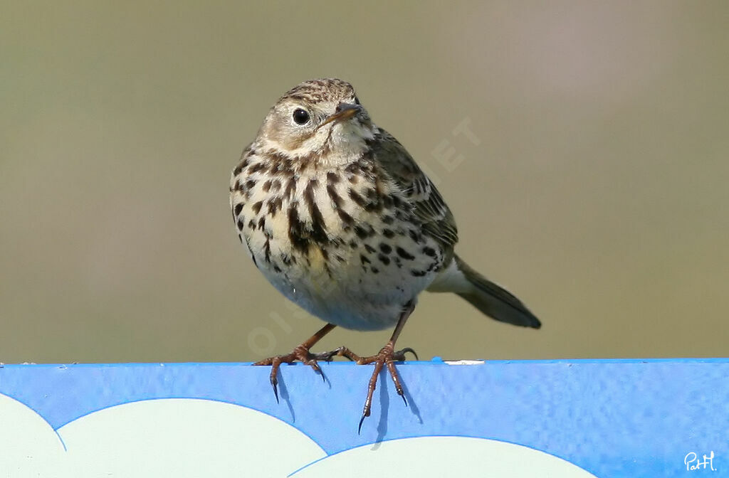 Pipit farlouse, identification