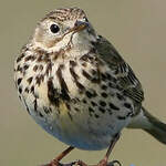 Pipit farlouse