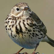 Meadow Pipit