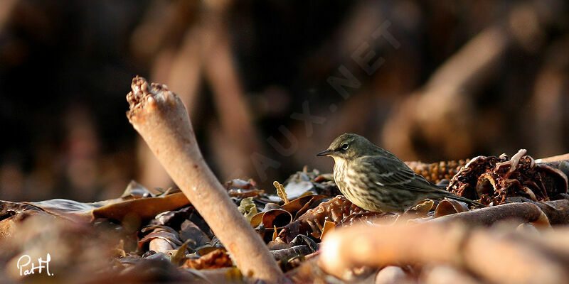 Pipit maritimeadulte, identification