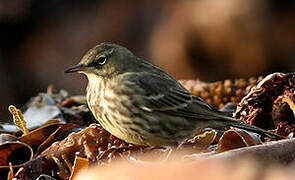 European Rock Pipit