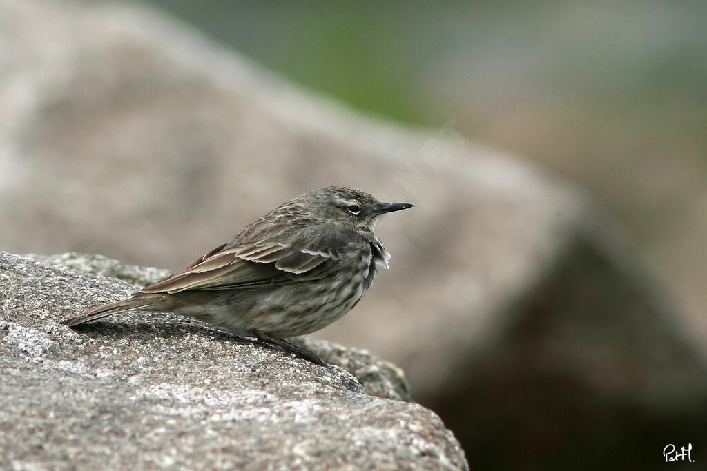 Pipit maritimeadulte, identification