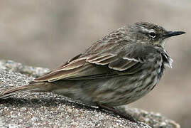 Eurasian Rock Pipit