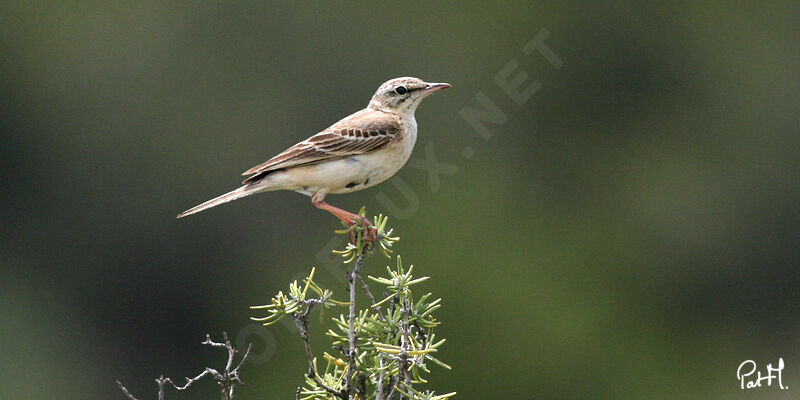 Pipit rousseline, identification