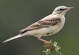 Pipit rousseline