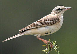 Tawny Pipit