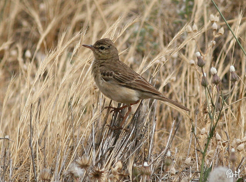 Pipit rousseline, identification