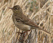 Pipit rousseline