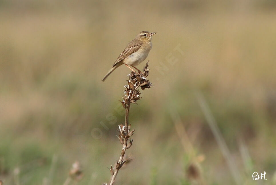 Tawny Pipit, identification