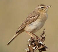 Tawny Pipit