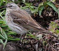 Water Pipit