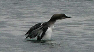 Plongeon arctique