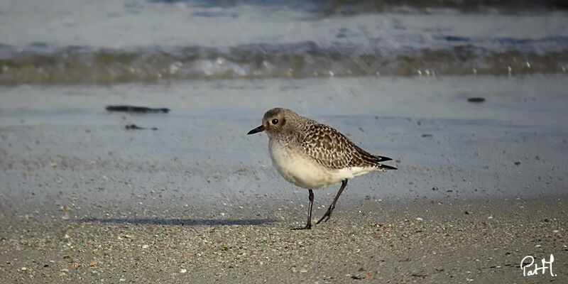 Grey Plover, identification