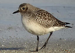 Grey Plover