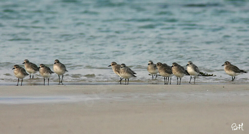 Pluvier argenté, identification, Comportement