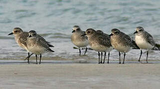 Grey Plover