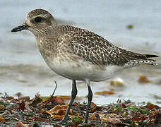 Grey Plover