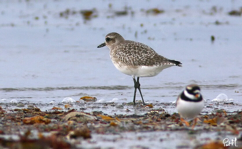 Grey Plover, identification