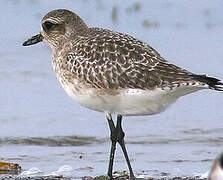 Grey Plover