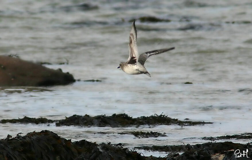 Grey Plover, Flight