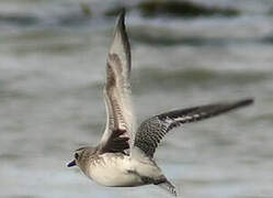 Grey Plover