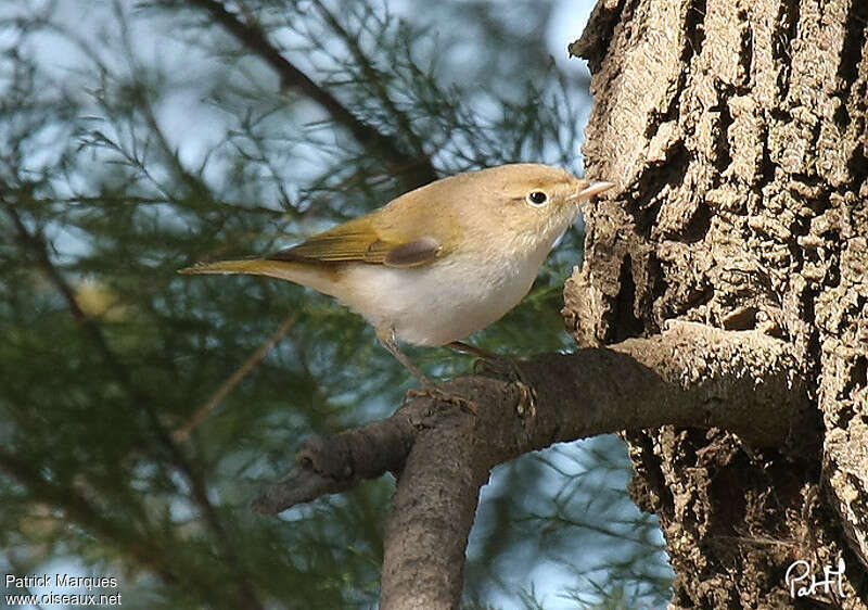 Pouillot de Bonellijuvénile, identification