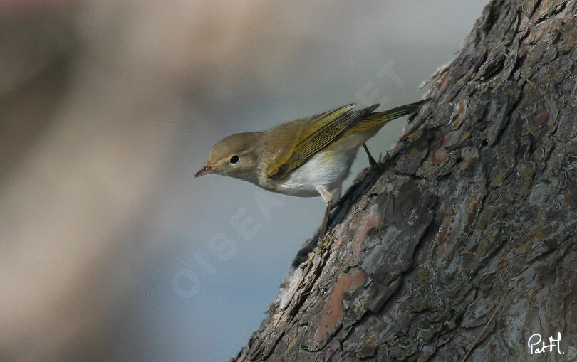 Pouillot de Bonelli, identification