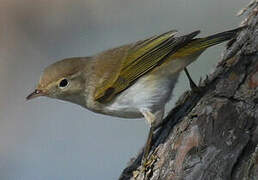 Western Bonelli's Warbler