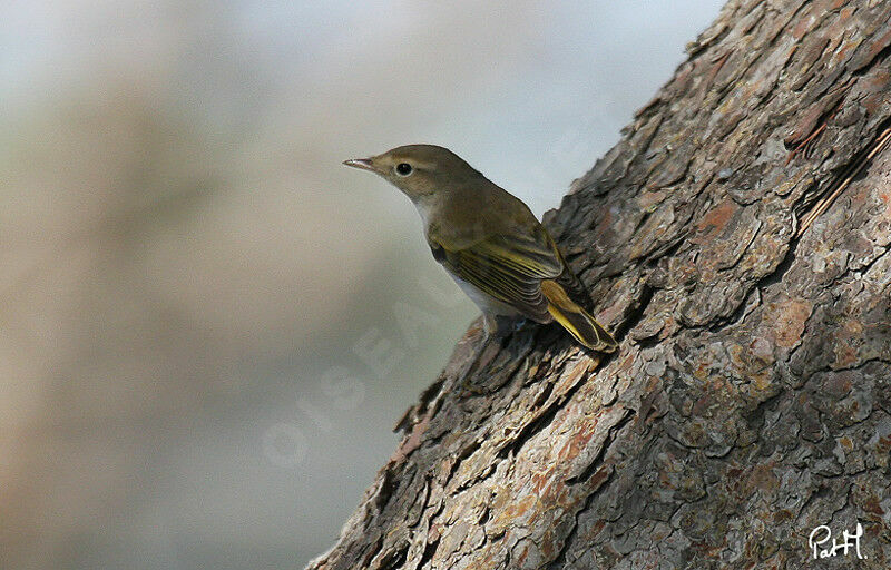 Western Bonelli's Warbler, identification