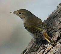 Western Bonelli's Warbler