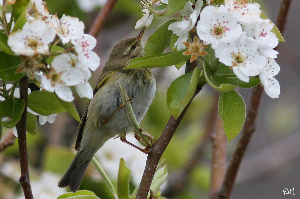 Willow Warbler