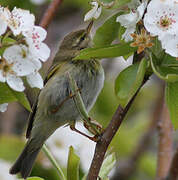 Willow Warbler