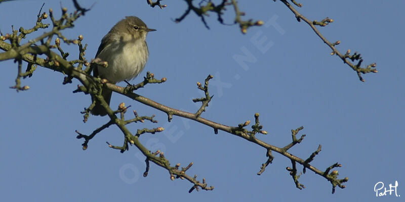 Common Chiffchaff, identification