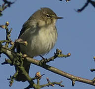 Common Chiffchaff