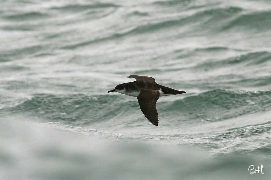 Manx Shearwateradult, Flight