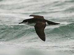 Manx Shearwater