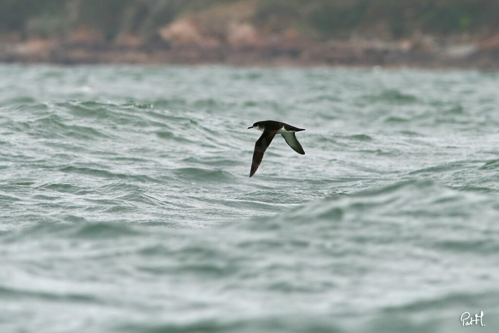 Manx Shearwateradult, Flight