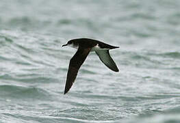 Manx Shearwater