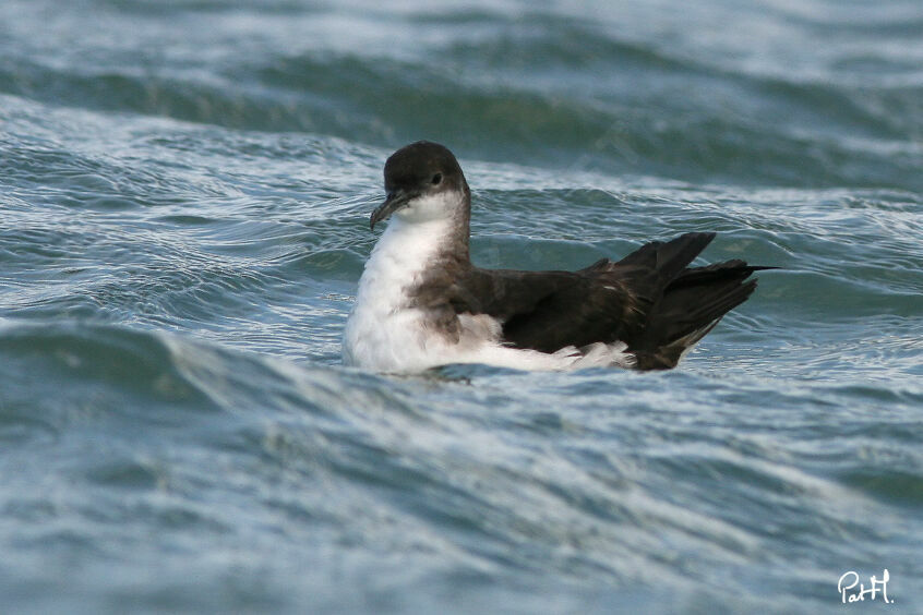 Manx Shearwater, identification