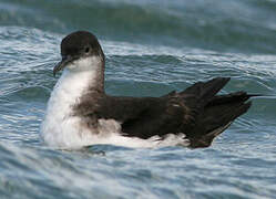 Manx Shearwater